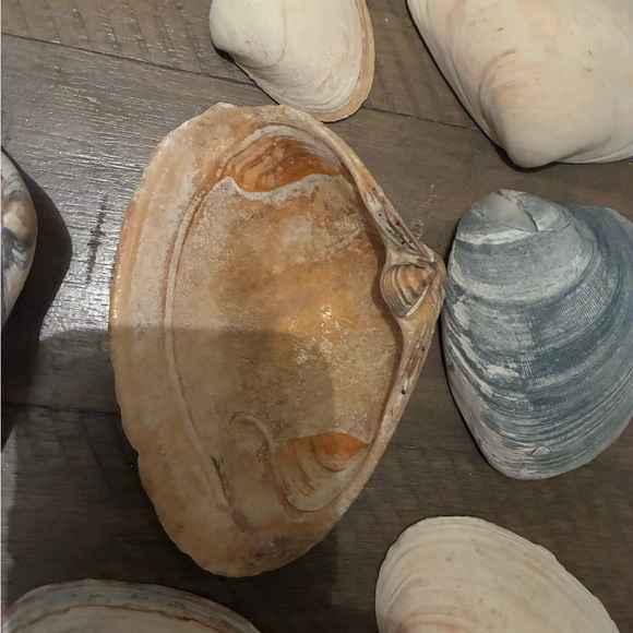 Assorted Seashell Collection - Picture 10 of 16